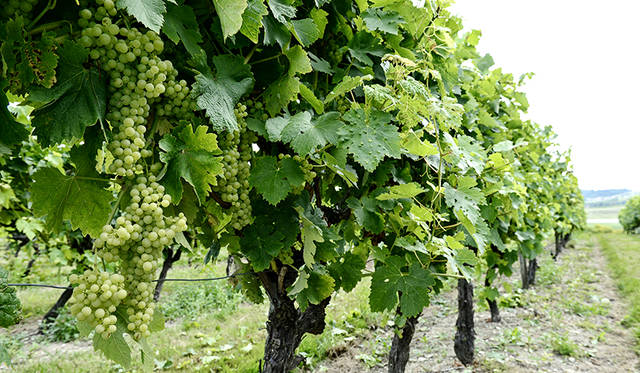 ヘネシーはコニャック地方の白ブドウで造られます。