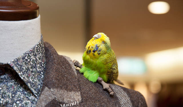 ホーランド エスクワイヤーのポップアップストアでは、愛くるしい動物がオブジェとして飾られた