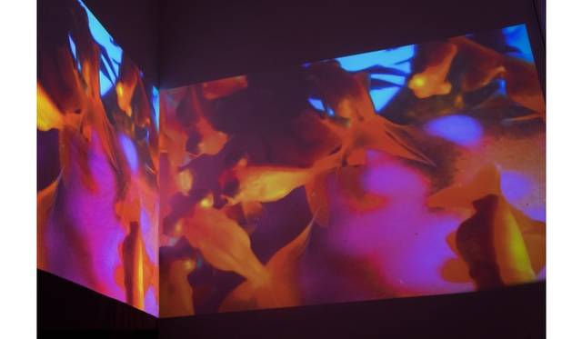 © mika ninagawa, Courtesy of Tomio Koyama Gallery