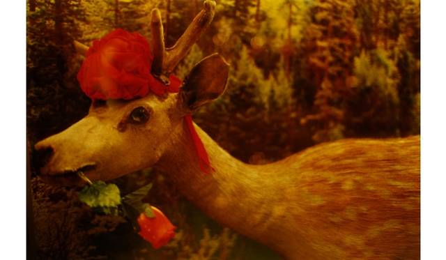 「noir」2010 © mika ninagawa, Courtesy of Tomio Koyama Gallery