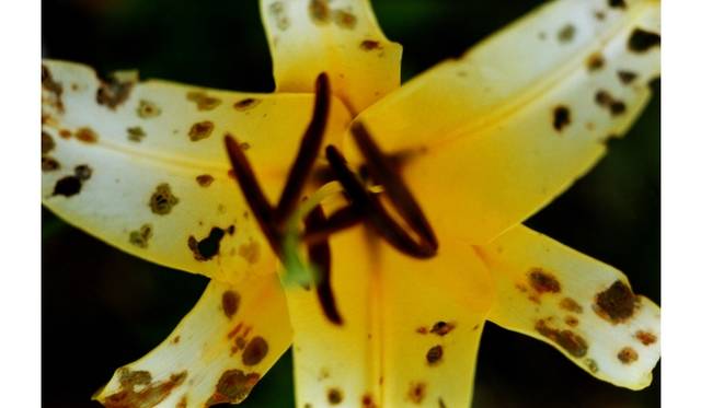 「noir」2010 © mika ninagawa, Courtesy of Tomio Koyama Gallery