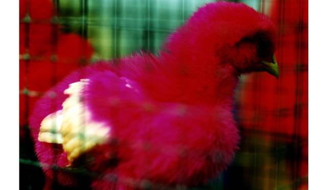 「noir」2010 © mika ninagawa, Courtesy of Tomio Koyama Gallery