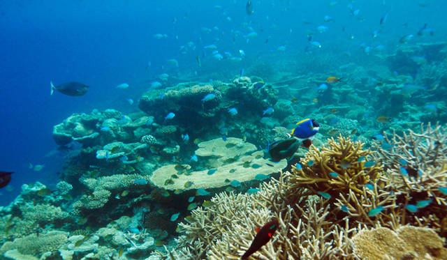 砂浜から50メートルほど先へ進むと、海の色がラムネ色から濃い青色に変わり、魚の種類と数が一気に増える
