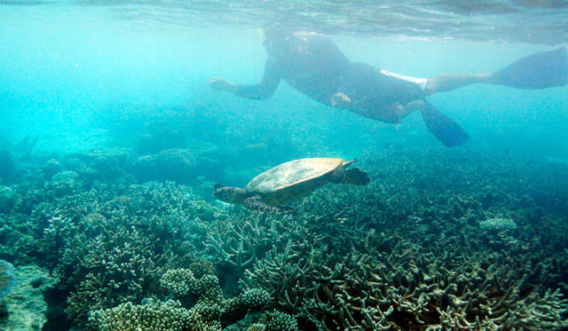 ゴーシムさんの先導で沖合に移動。そこで彼が指差す方向をたどってみると、なんとそこにいたのは亀。しかも超巨大な海亀だ