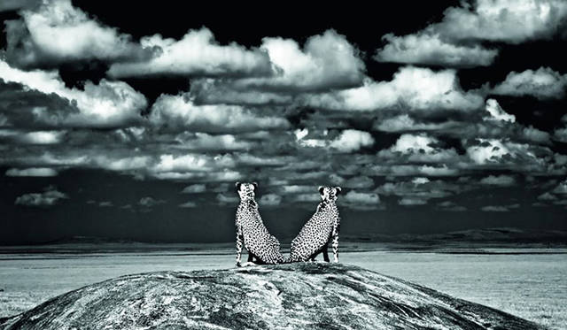 ライオンを見張って（写真＝チャーリー・ハミルトン・ジェームズ）