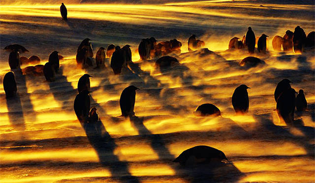 夕暮れどきの皇帝たち（写真＝フランス・ランティング）