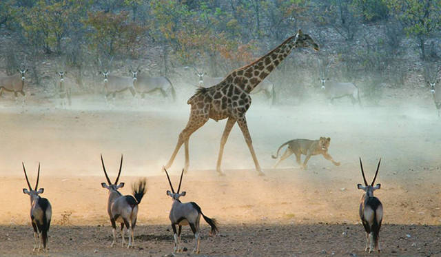 緊迫の一瞬（写真＝カトリオナ・パーフィット）