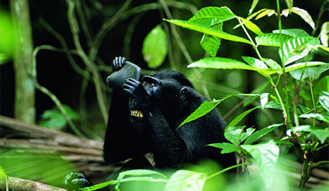 鏡の中のサル（写真＝ソルビン・ザンク）