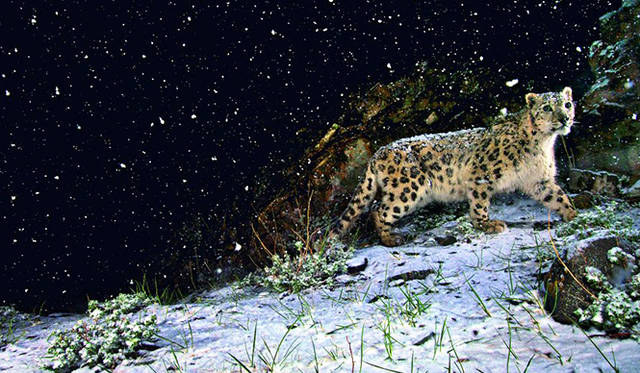 野生のシンボル（写真＝スティーブ・ウィンター）