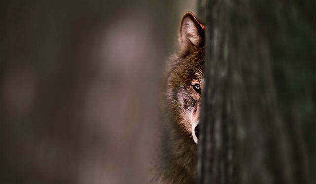 ブラザー・ウルフ（写真＝ジム・ブランデンバーグ）