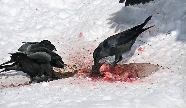 ホンマタカシ『最初にカケスがやってくる』2015