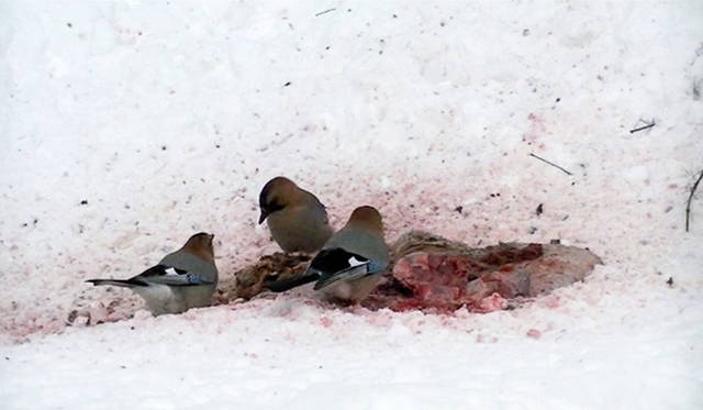 ホンマタカシ『最初にカケスがやってくる』2015