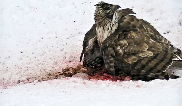 ホンマタカシ『最初にカケスがやってくる』2015