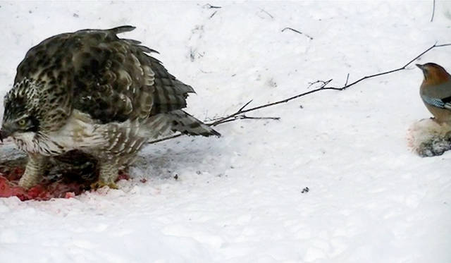 ホンマタカシ『最初にカケスがやってくる』2015