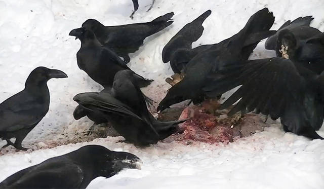 ホンマタカシ『最初にカケスがやってくる』2015