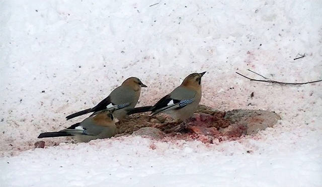 ホンマタカシ『最初にカケスがやってくる』2015