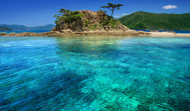 サンゴ礁のすむ奄美の海（バーグマン氏撮影の写真ではありません）