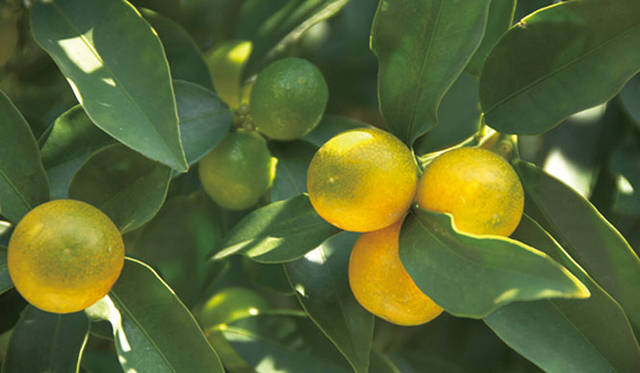 肌にハリを与える柚子（ユズ）