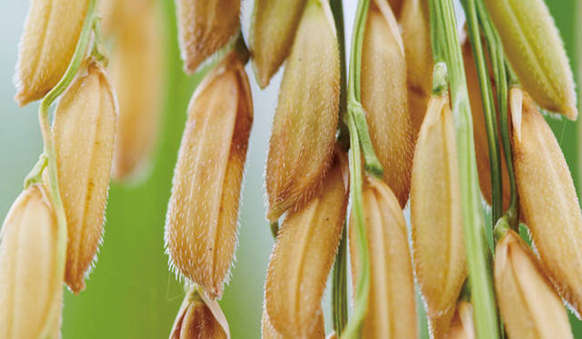 ハリ・弾力にアプローチする有機玄米や黒豆は、スキンケア共通の配合