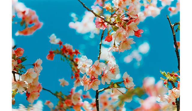 蜷川実花 Acid Bloom © Mika Ninagawa, Courtesy Tomio Koyama Gallery