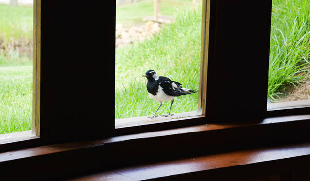 44 <br />ブドウを食べる天敵の野鳥だが、やはりかわいい