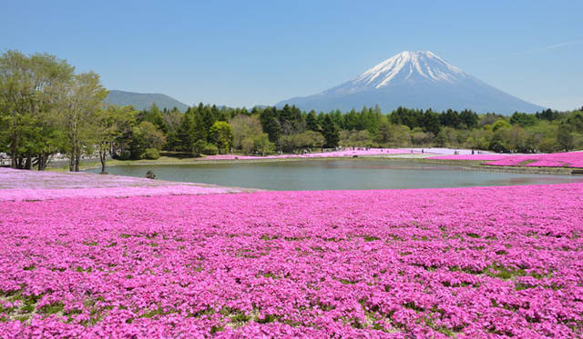 <strong>Ag Ltd.｜エージーリミテッド</strong><br />4月から5月に桃、赤、紫などのサクラに似た小さな花を咲かせる“芝桜”