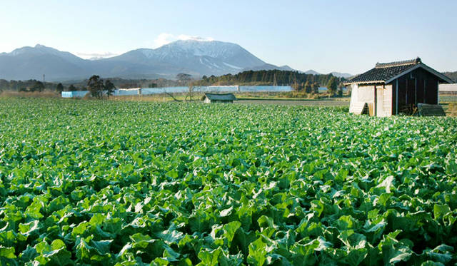 海、山、里の豊かな自然環境を活かして、おいしい食材が数多く生み出されている鳥取県
