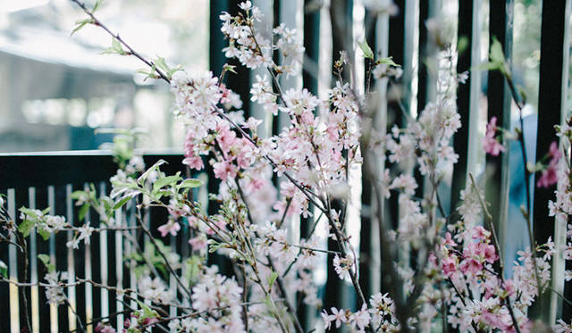 都内各所で桜が満開を迎えたこの日、「分とく山」にも春が訪れていた