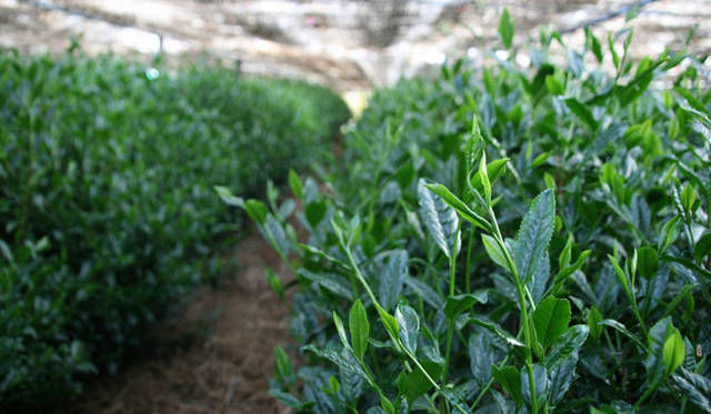 <strong>ベージュ アラン・デュカス 東京</strong><br />「コレクション・ベージュ」第1回「春のコレクション」　「櫻井焙茶研究所」が今回のために厳選する日本茶をデザートに。特上「玉露」は福岡県八女市星野村産の「さえみどり」「つゆひかり」「おくみどり」「やぶきた」をブレンド。「抹茶」は京都宇治産の「あさひ」で、通常数種がブレンドされる抹茶を、あえて単一品種で使用する