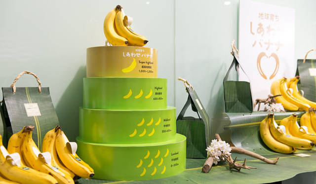 <strong>unifrutti｜ユニフルーティー</strong><br />「地球育ち しあわせバナナ®」<br />日中に熱帯の強い日差しによる光合成で生成された栄養分は、気温が下がる夜間に、果実へデンプン質として蓄積されつづけ、果肉に水分が少ない、ぎっしりとデンプン質が蓄積された高品質のバナナが育つ。