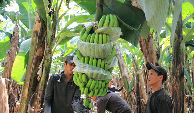 <strong>unifrutti｜ユニフルーティー</strong><br />「地球育ち しあわせバナナ®」<br />最初は下を向いている小さな実は、やがて成長するにしたがって太陽に向かって反り返るように大きくなる。