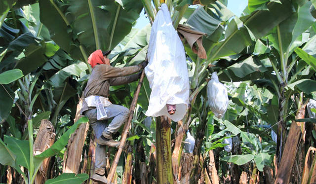 <strong>unifrutti｜ユニフルーティー</strong><br />「地球育ち しあわせバナナ®」<br />バナナの実がついたら、バナナにキズがつかないように、また虫や寒さからバナナを守るために、全部のバナナの房に「袋がけ」を一つひとつ人の手により丁寧にほどこす。