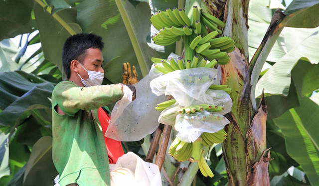 <strong>unifrutti｜ユニフルーティー</strong><br />「地球育ち しあわせバナナ®」<br />低地栽培バナナは、「袋がけ」から通常約9～11週間で収穫するところを、「地球育ち　しあわせバナナ®」はじっくり成長させるために、約13～16週間の長い期間をかけてようやく収穫される。