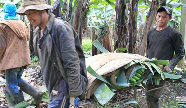 <strong>unifrutti｜ユニフルーティー</strong><br />「地球育ち しあわせバナナ®」<br />日本に輸入される全ての海外産バナナは、植物防疫法により、果皮が緑色の状態でしか輸入できないという決まりがある。