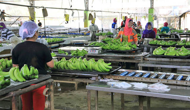 <strong>unifrutti｜ユニフルーティー</strong><br />「地球育ち しあわせバナナ®」<br />現地の選果場にて丁寧に選別・水洗いされる。