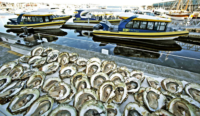 <br />天然のヒラガキは自然が残るブルーニ―島産