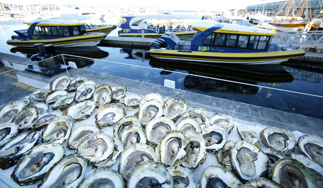 <br />天然のヒラガキは自然が残るブルーニ―島産