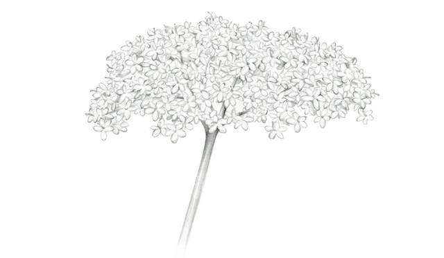 セイヨウニワトコ花