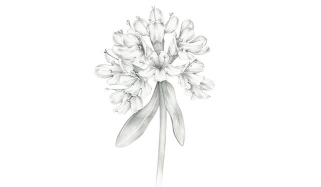 ワイルドタイム