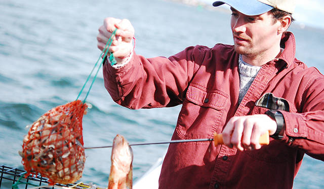 ルークスで使用するロブスターは、メイン州の釣り師から直接港で買い付け、水揚げされた直後に自社工場で加工している