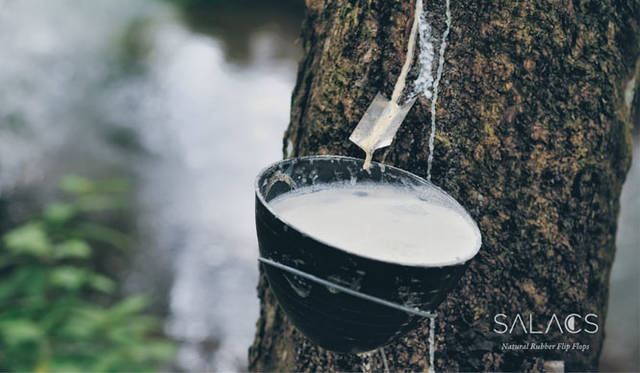 <strong>SALACS｜サラクス</strong><br />原料は、樹皮から直接採取するので、木を伐採しない
