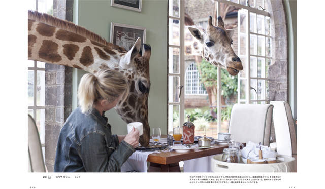 ケニア「ジラフ マナー」