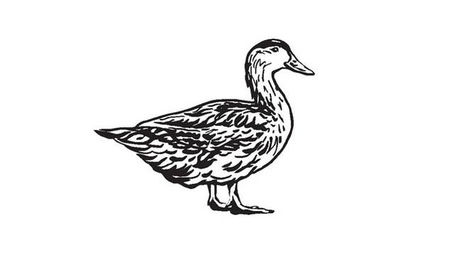 <strong>青山「ブノワ」</strong><br />開店10周年特別企画「J’aime la France（ジェーム・ラ・フランス）」<br>第1回目テーマ『南西地方』　ボルドーの東側からスペインとの国境、ピレネー山脈の麓に至る地域を指し、アラン・デュカスの生まれ故郷であるランド地方は、昔から鴨の飼育が盛んでフォアグラの有名な産地として知られている