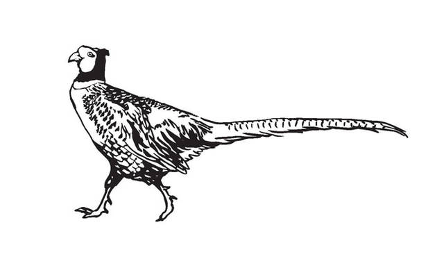 <strong>青山「ブノワ」</strong><br />開店10周年特別企画「J’aime la France（ジェーム・ラ・フランス）」<br>第3回目テーマ『パリ』　世界中のグルメが訪れる食の宝庫であり、現在アラン・デュカスが10軒のレストランを運営する街。秋から冬の限定された時期のみ市場に出回るキジや青首鴨、山ウズラなどの“ジビエ”やパリの茸と呼ばれる“シャンピニオン・ド・パリ”、モー村のマスタードほかを用意