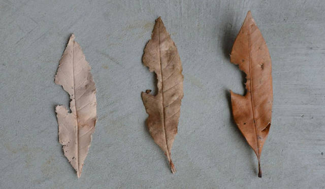 作品名「Leather?」