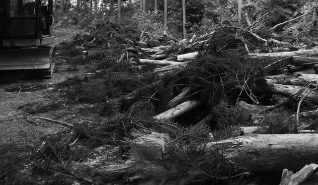 作品名「Embodiment of Fractal」