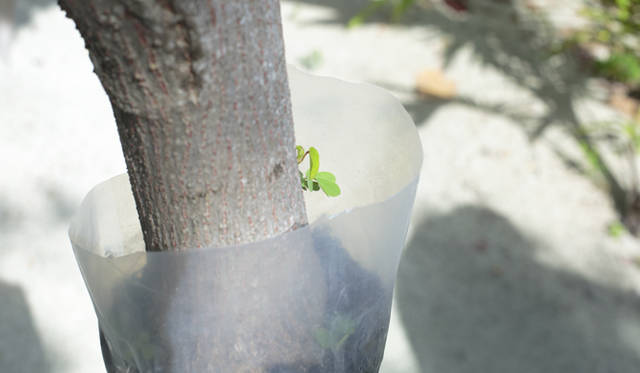 maldives_04_MG_3402