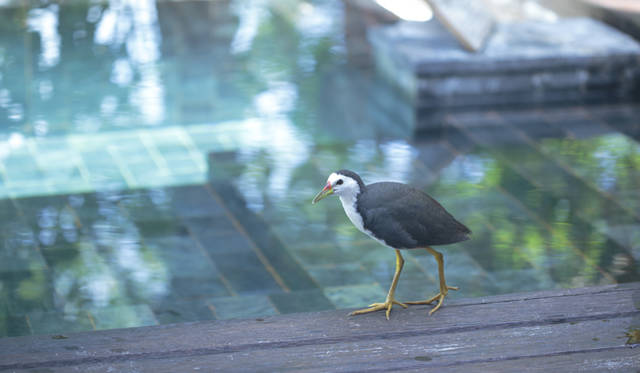 maldives_04_MG_3494