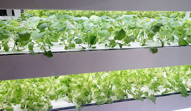 銀座・伊東屋 新本店ビル11F：水耕栽培で、フリルレタスやルッコラなど4種類の野菜を育てている「FARM」をテーマにしたフロア。来店者も見学することができる。見学スペースの窓枠は、旧本店の窓枠を利用している