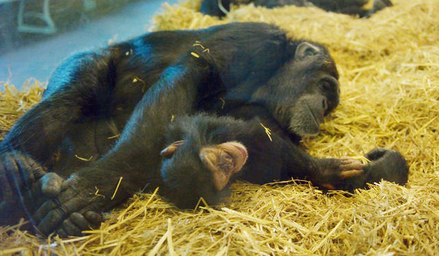 17 <strong>ZOOmeravonden</strong><br>日程|6月6日(土)〜8月29日(土) ※毎週土曜<br>時間|9:00〜日没<br>入場料|2歳まで無料、3〜9歳 16.5ユーロ、10歳以上 19.95ユーロ<br>会場|Natura Artis Magistra<br />Plantage Kerklaan 38-40, Amsterdam, Netherlands<br />http://www.artis.nl<br /><br>Photographs by YUI Kiyomi (Amsterdam)